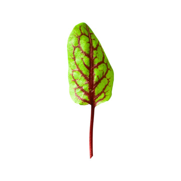 Red Vein Sorrel