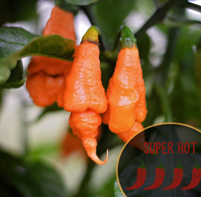 Rino DD Superhot