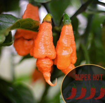 Rino DD Superhot