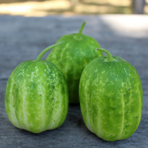 Richmond Apple cucumber seeds - round heirloom cucumber