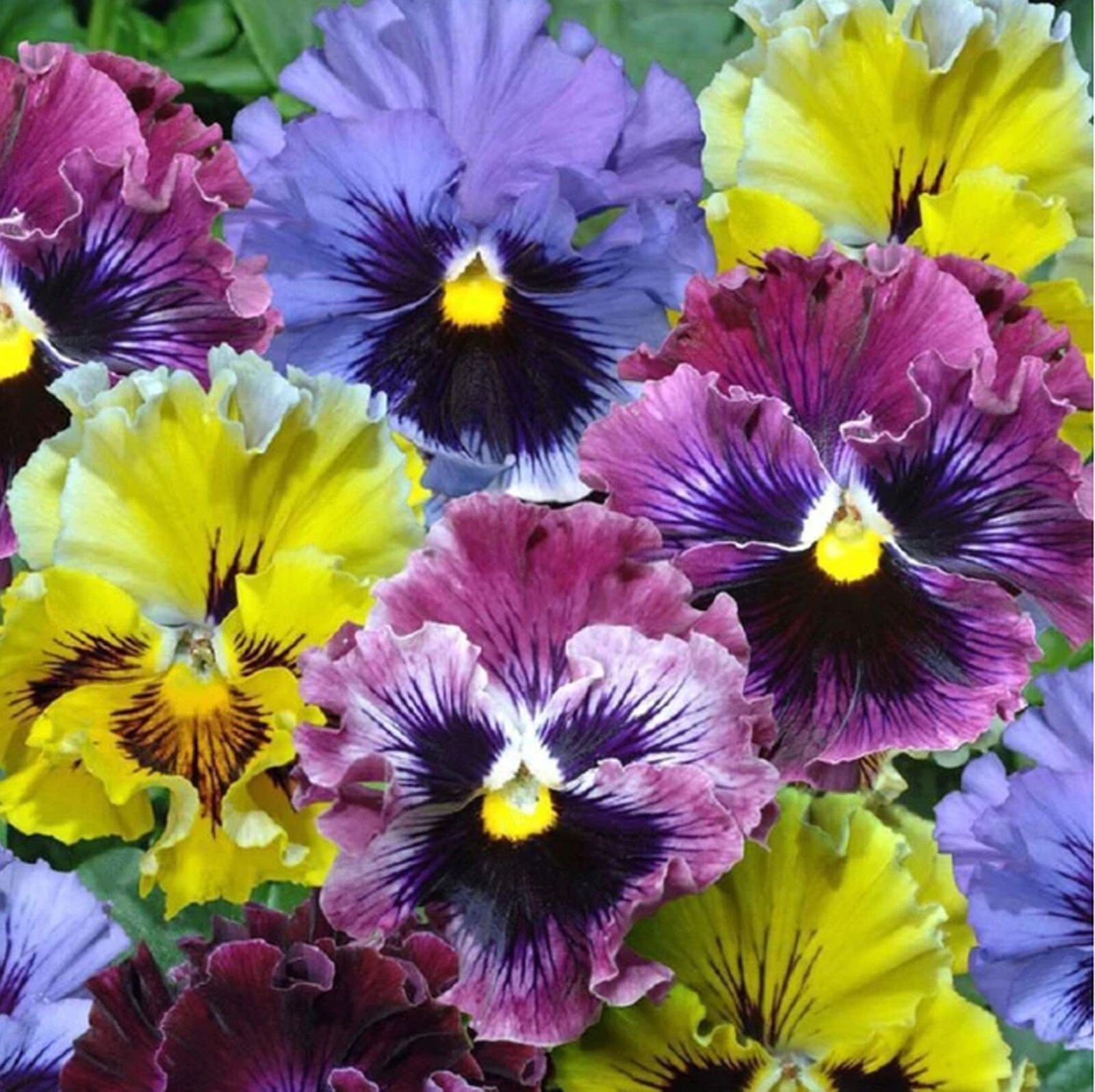 Rococo Frilled Mix F1 Viola x Wittrockiana