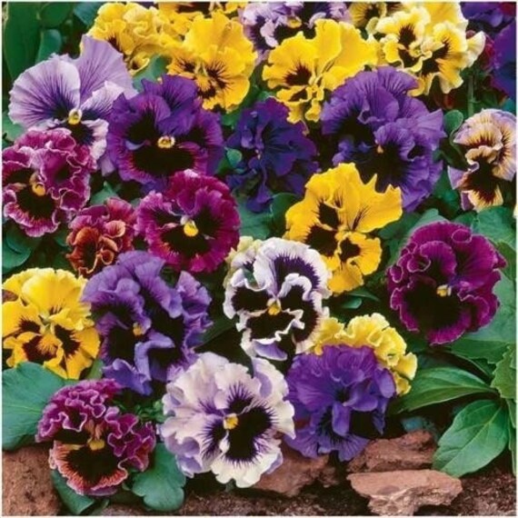 Rococo Frilled Mix F1 Viola x Wittrockiana