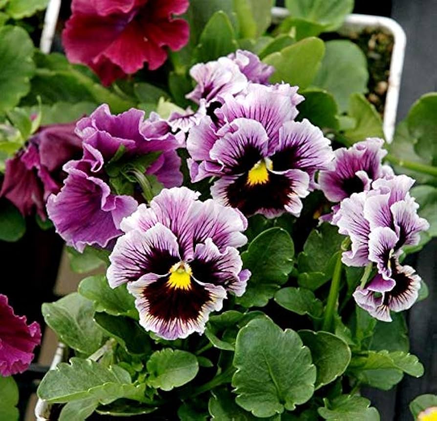 Rococo Frilled Mix F1 Viola x Wittrockiana