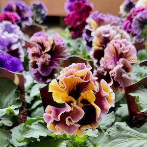 Rococo Frilled Mix F1 Viola x Wittrockiana