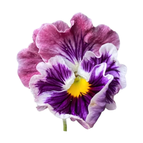 Rococo Frilled Mix F1 Viola x Wittrockiana Seeds - rococo frilled mix f1 viola x wittrockiana edible flower seeds
