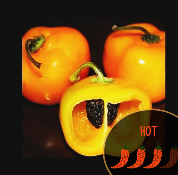 Three orange rocoto peppers with one cut open to reveal seeds, on a black background with 'HOT' label.