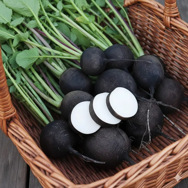 Round Black Spanish Radish Seeds - Casa Verde Seeds