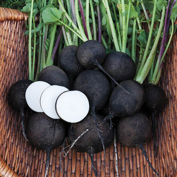 Radis noir espagnol rond