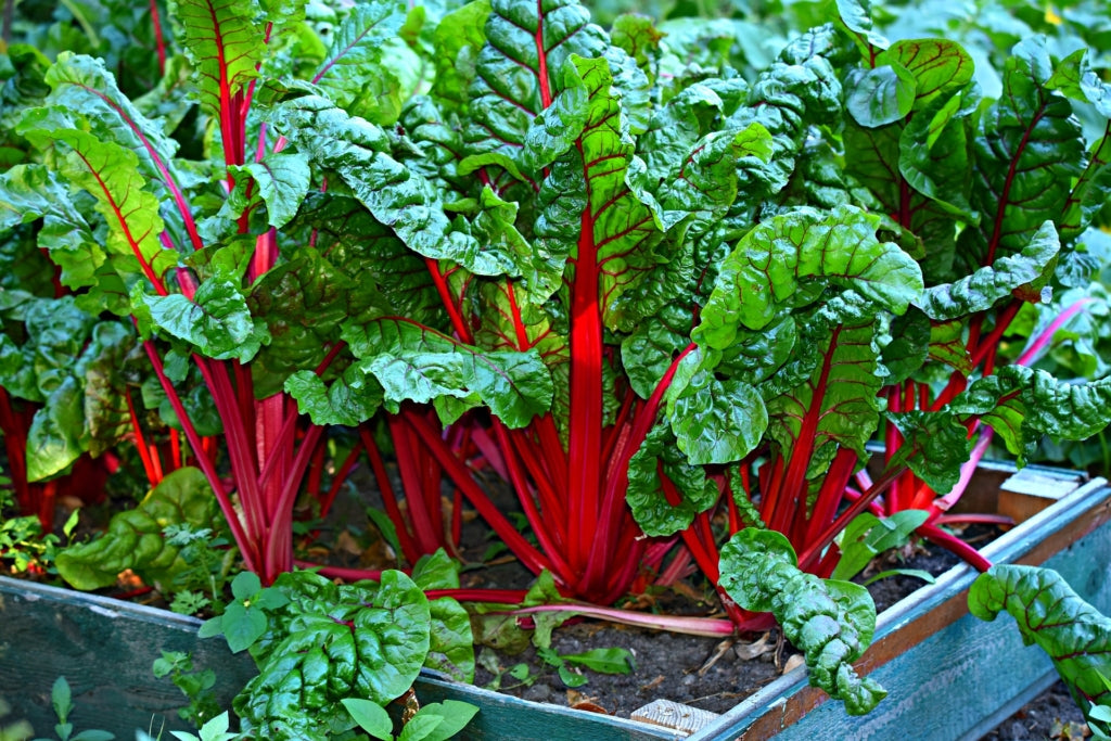 Bette à carde rouge rubis