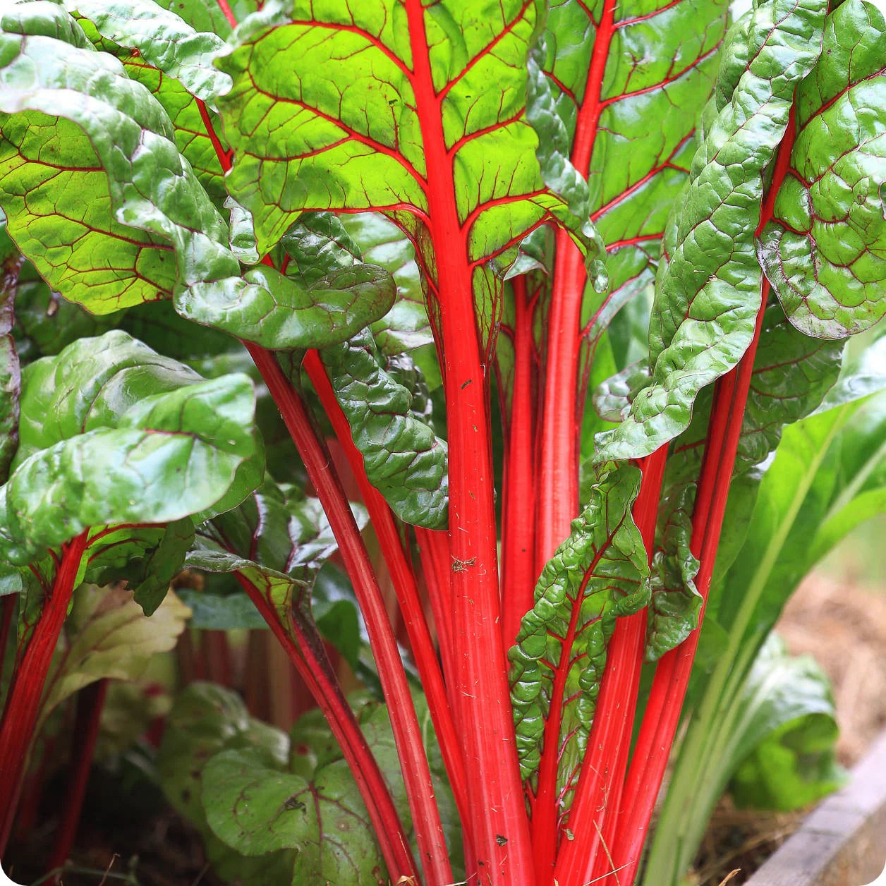 Bette à carde rouge rubis