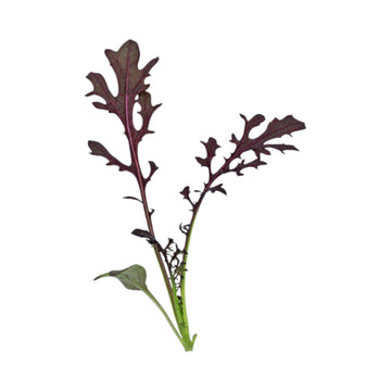 Ruby Streaks Mustard