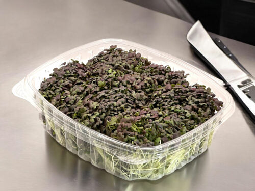 Ruby Streaks Mustard