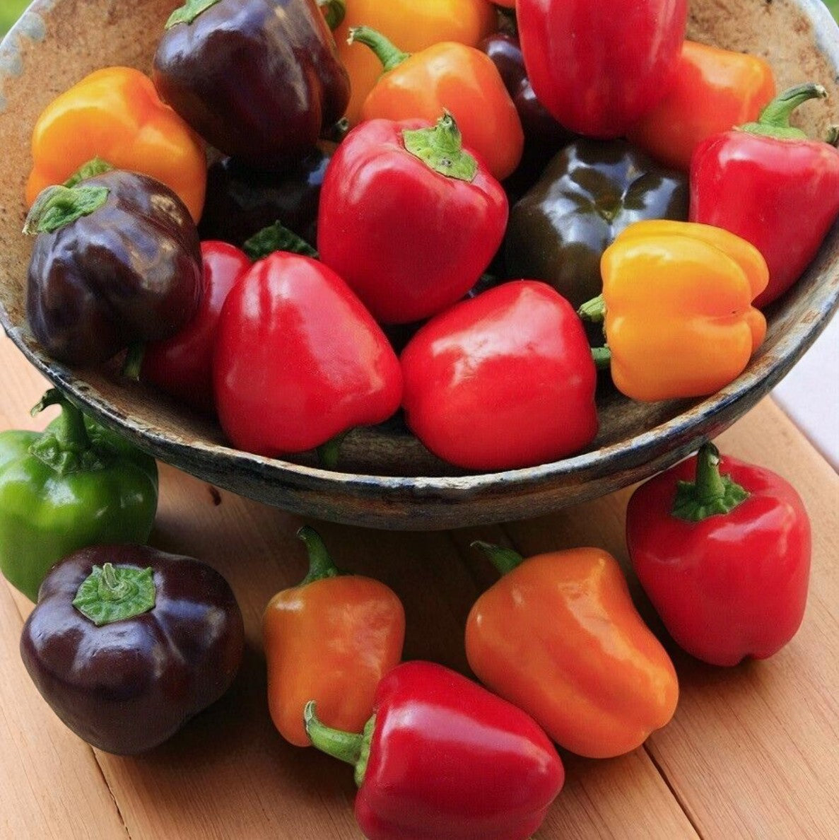 Multicolor Mini Bell Pepper