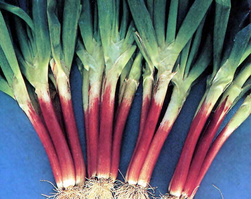 Red Beard Scallions