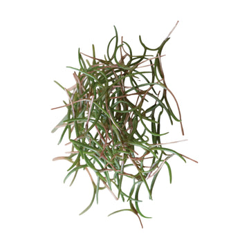 Saltwort