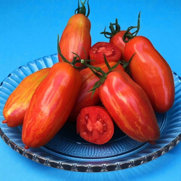 Optimized Alt Text
San Marzano Fire paste tomato seeds Canada - Red and gold striped plum tomato for gourmet sauce - Casa Verde Chef Shop