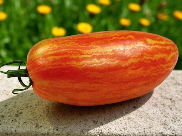 San Marzano Fire (tomate rayée)