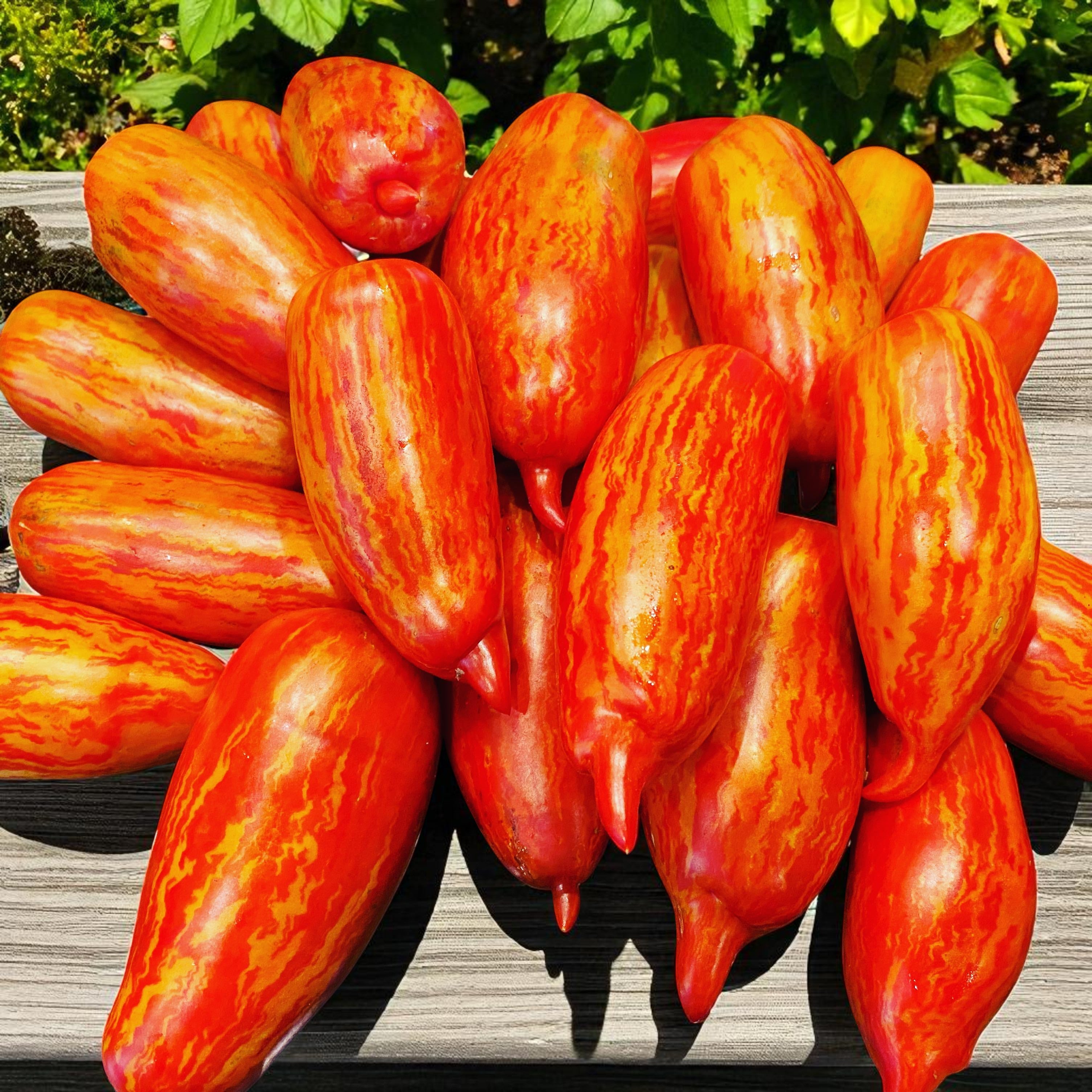 San Marzano Fire (tomate rayée)