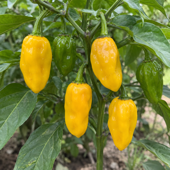 Santa Lucia Yellow Seasoning Pepper — plant and ripening pods (AI-generated illustration)