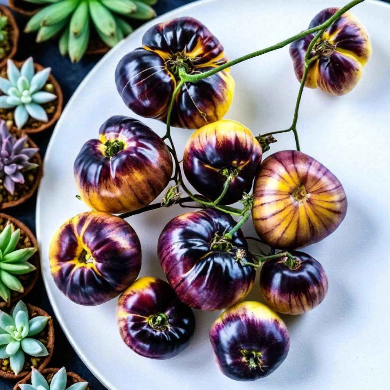 Tomate Sart Roloise