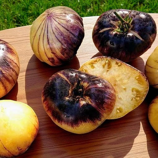 Tomate Sart Roloise