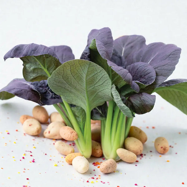 Shikibu Asian Green - shikibu pacchoi asian green culinary seeds