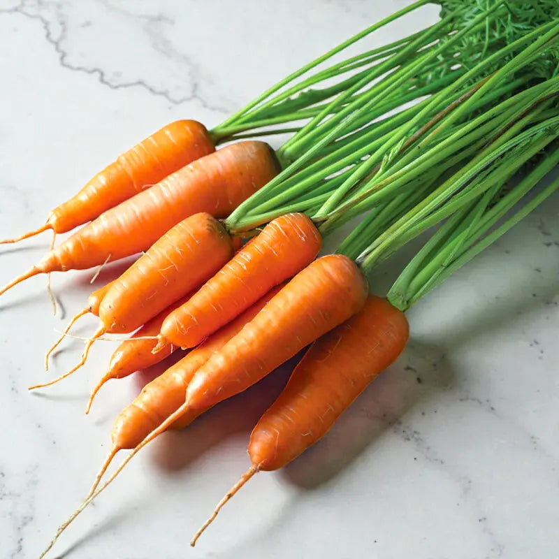 Shin Kuroda Carrot Seeds - shin karudo japanese carrot culinary seeds