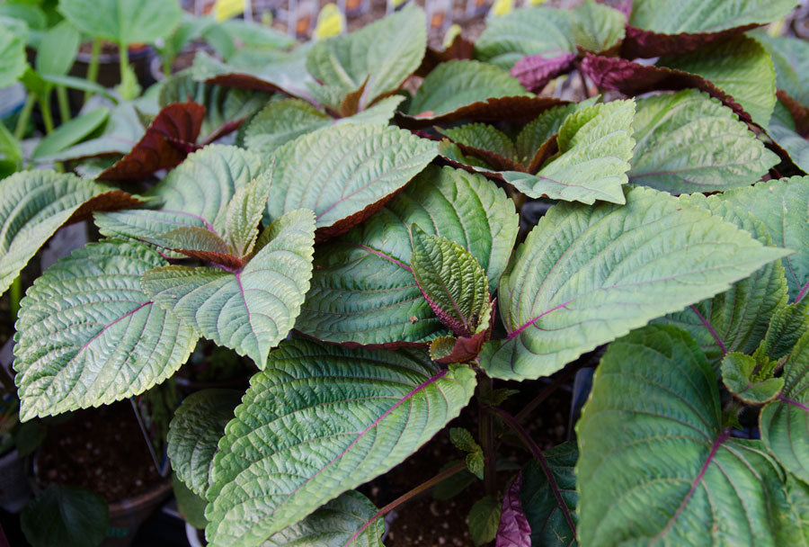 Shiso rouge Britton