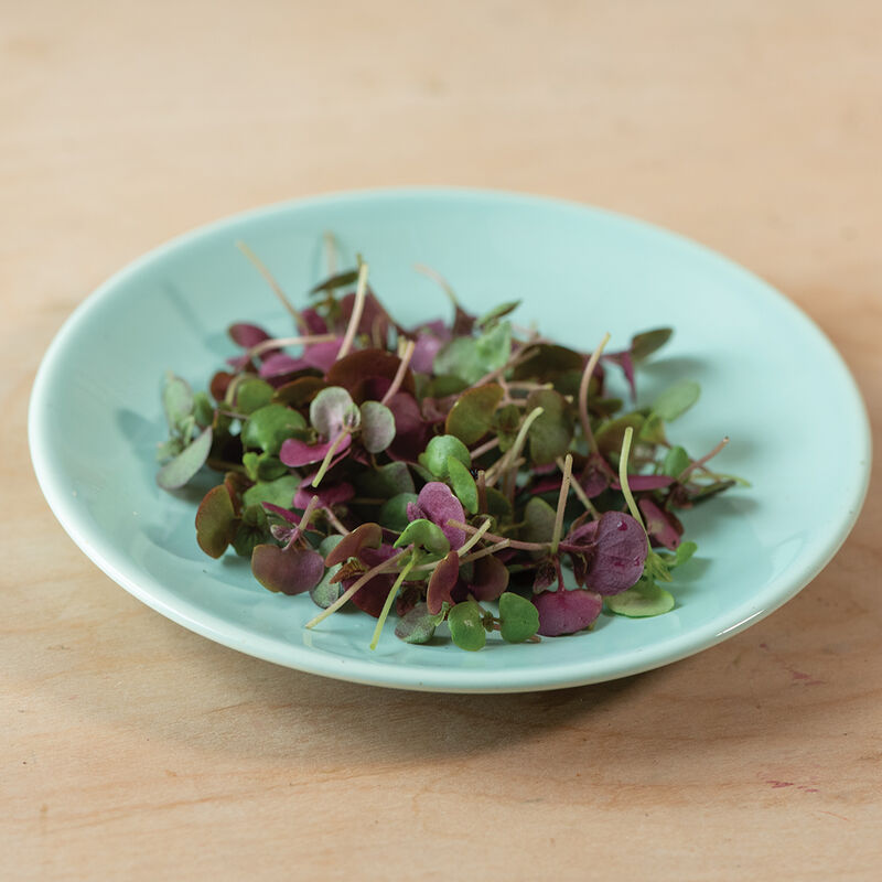 Shiso rouge Britton