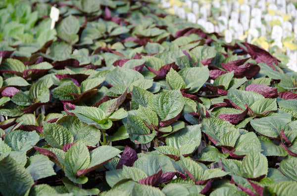 Red Shiso Britton - shiso red britton herb seed 4