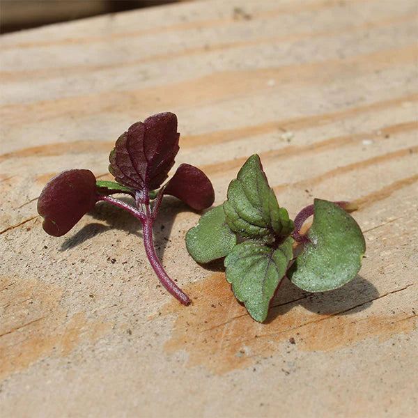 Shiso rouge Britton