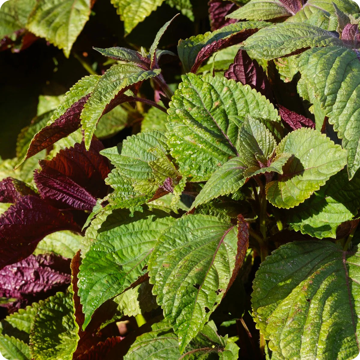 Shiso rouge Britton