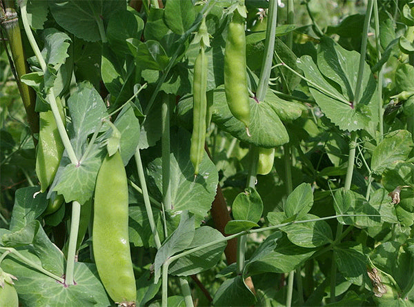 Mammoth Melting Sugar