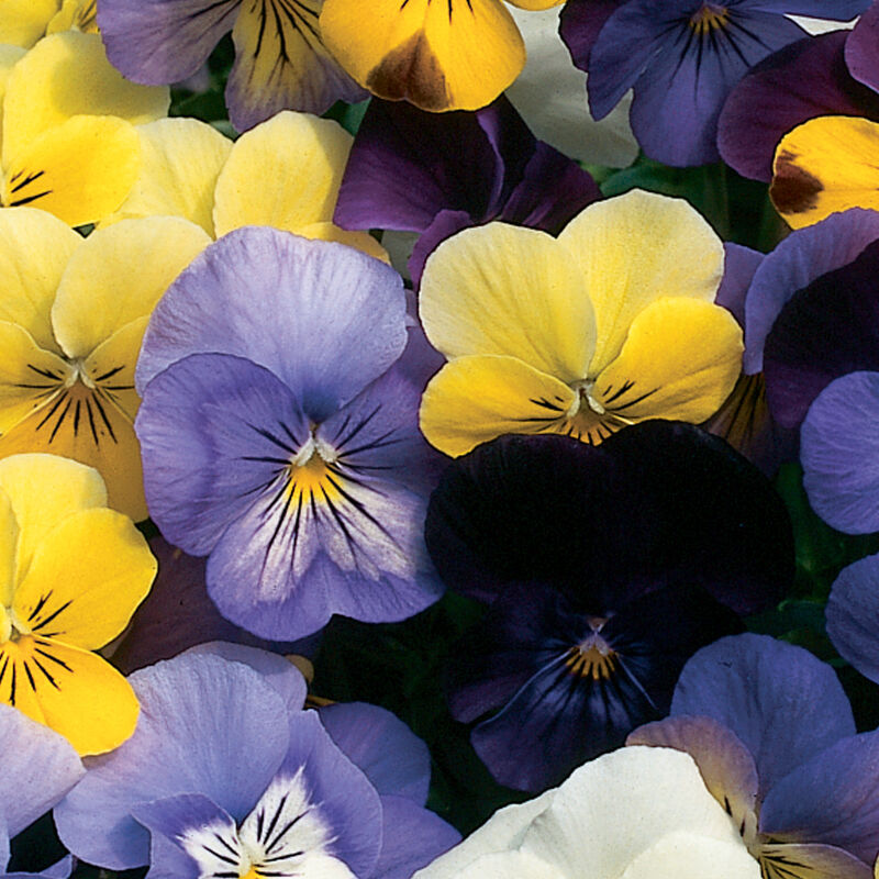 Sorbet Formule Mix F1 Viola Cornuta
