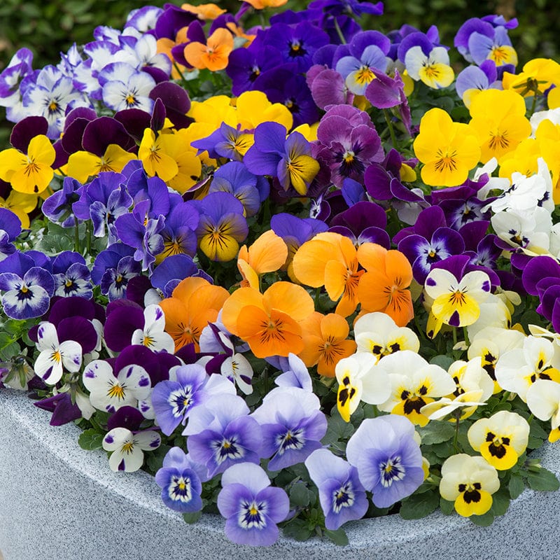 Sorbet Formule Mix F1 Viola Cornuta
