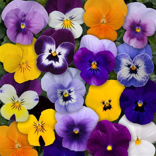 Sorbet Formule Mix F1 Viola Cornuta