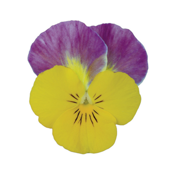 Sorbet Formule Mix F1 Viola Cornuta