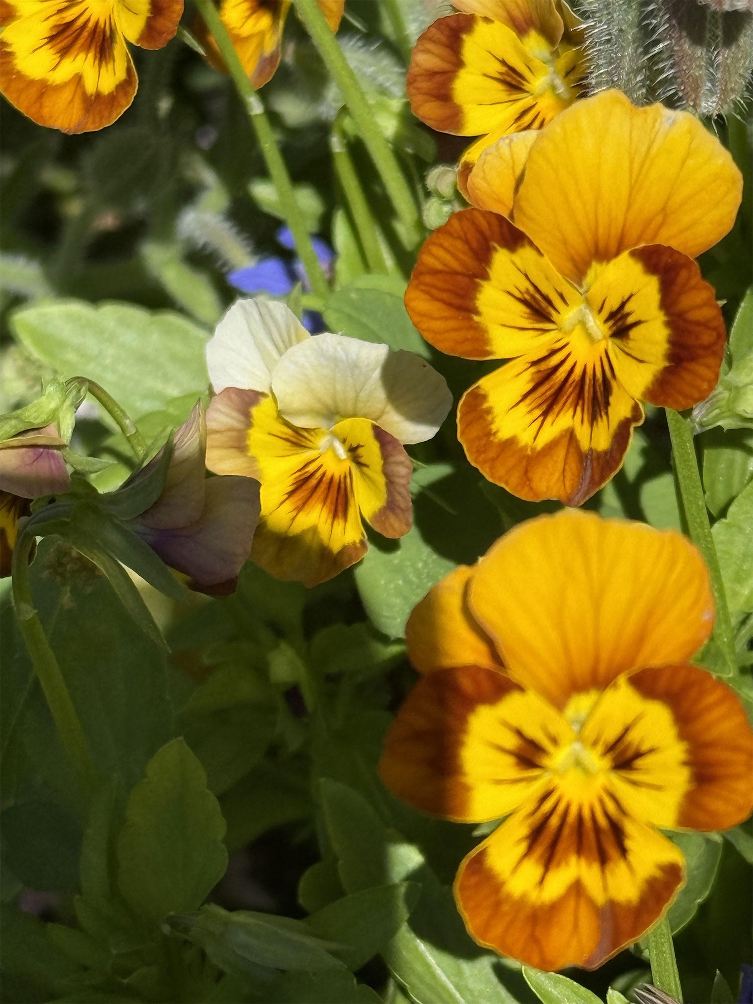 Sorbet Abeille Viola