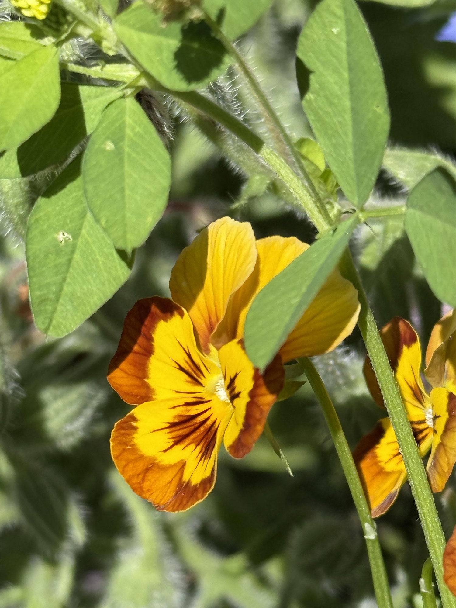 Sorbet Abeille Viola