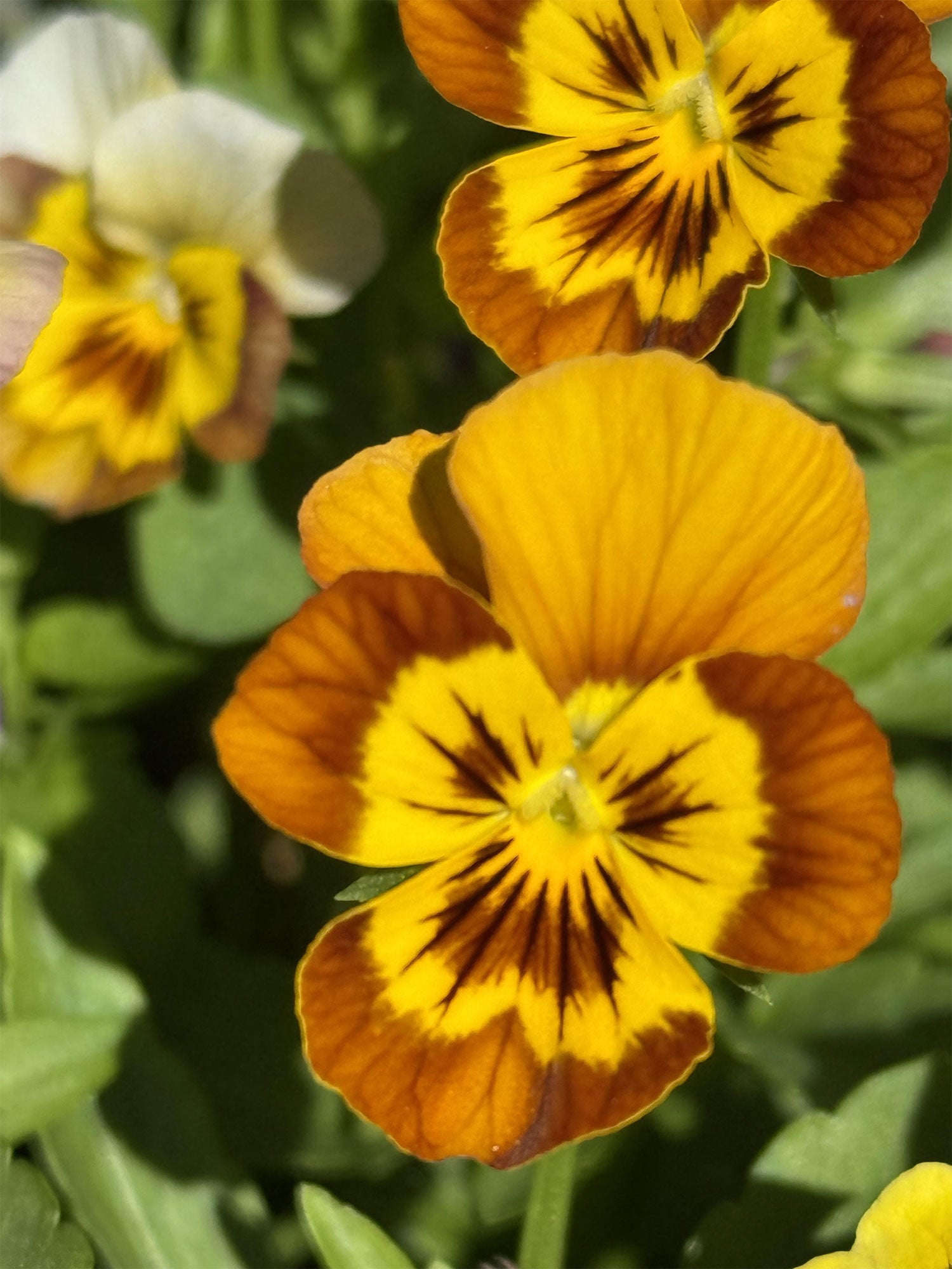Sorbet Abeille Viola