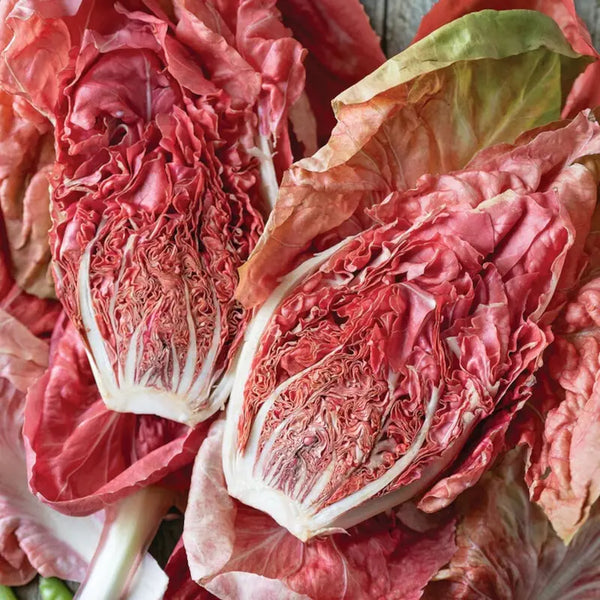 Stella Rosa Radicchio - Casa Verde Seeds