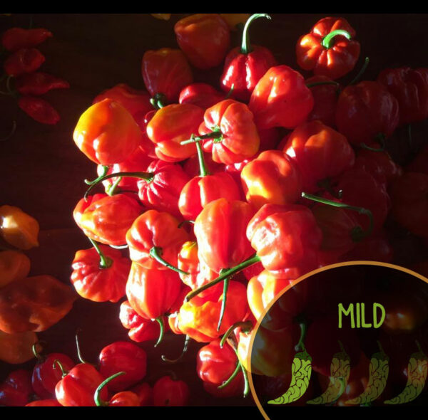Bunch of red Stuffing Scotch Bonnet peppers with a 'MILD' label on a dark background