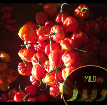 Rembourrage Scotch Bonnet