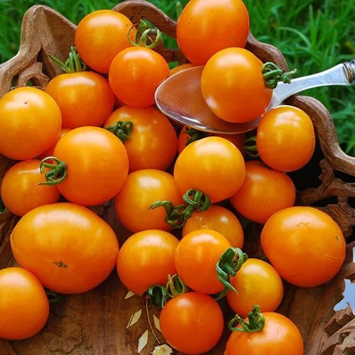 Tomate Sungella