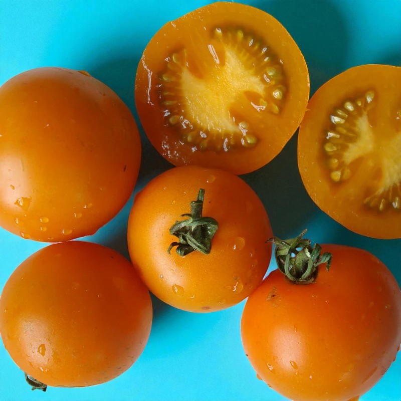 Tomate Sungella