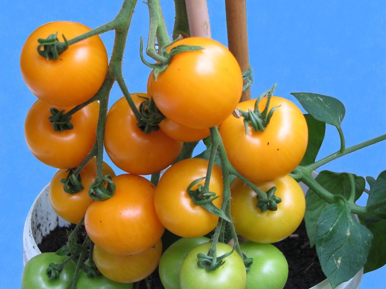 Tomate Sungella