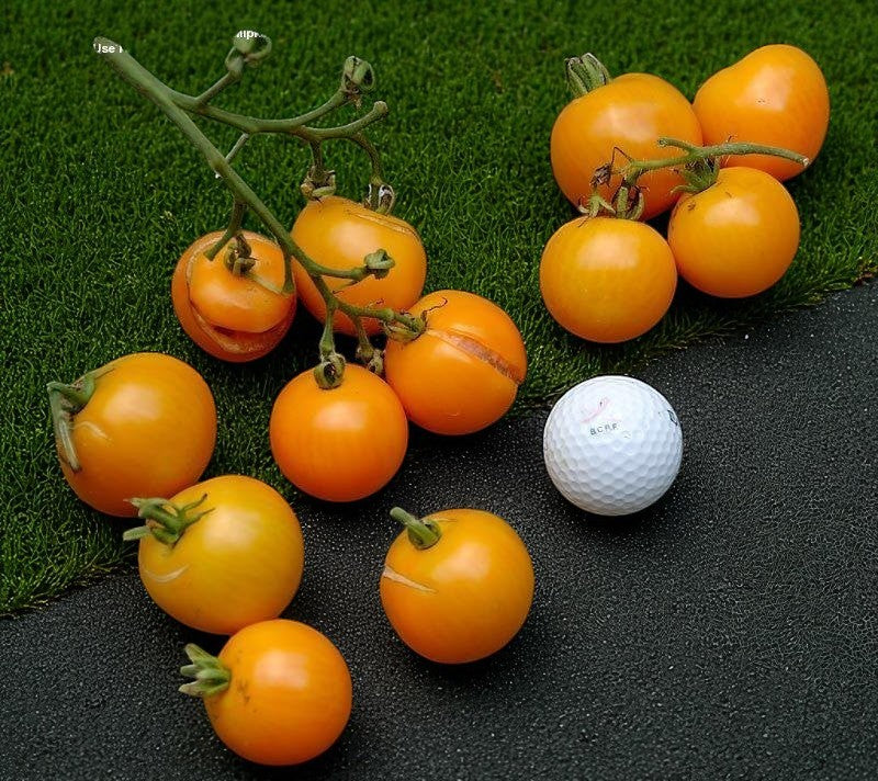Tomate Sungella