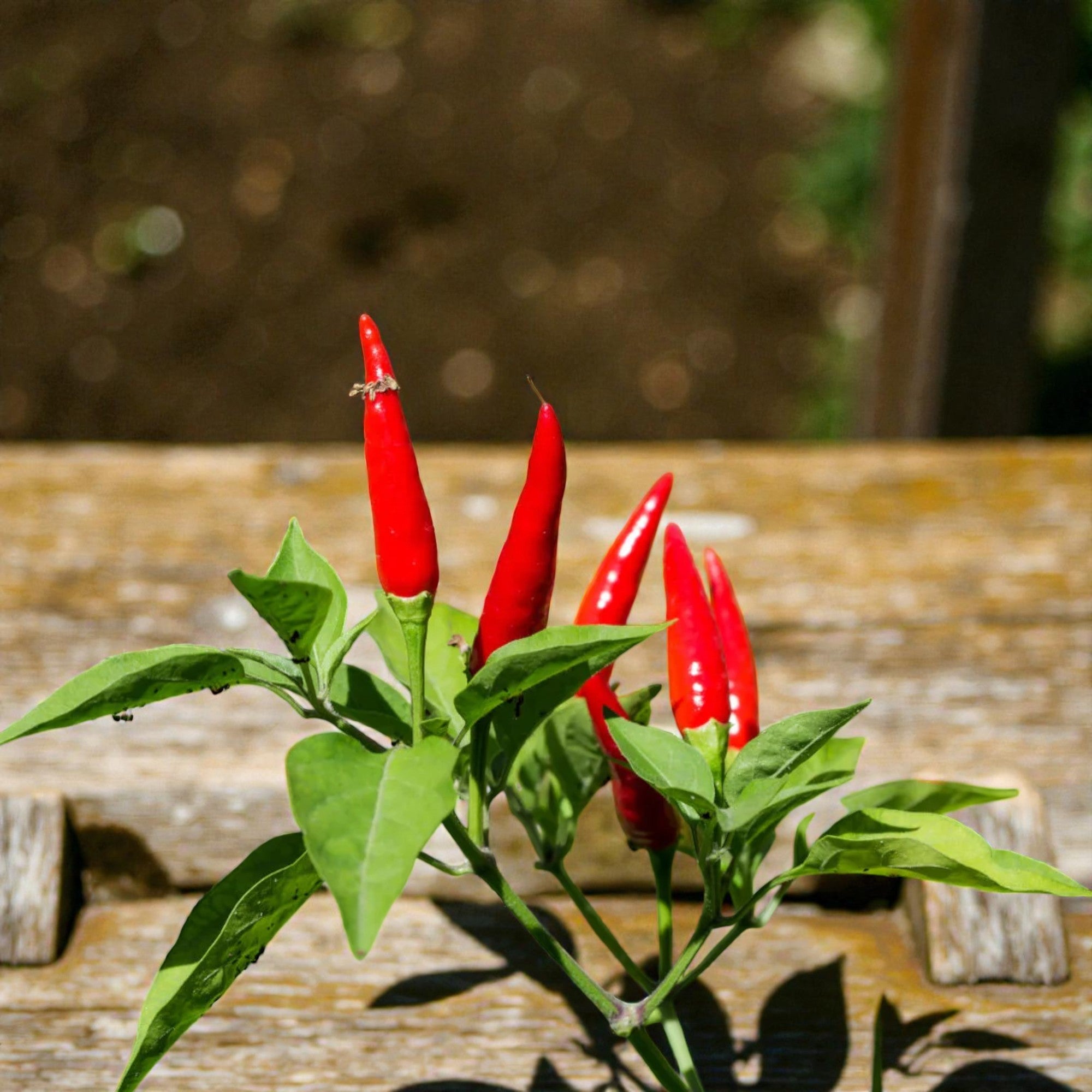 Graines de piment super chili (hybride)