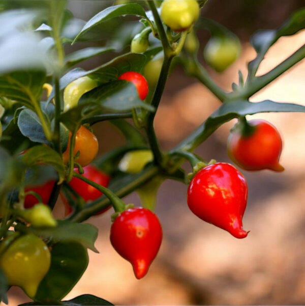 Sweet Drop Biquinho Pepper