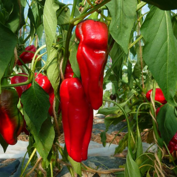 Red Sweet Spanish peppers growing on a plant with green leaves.